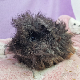 Cavia di razza Lunkarya