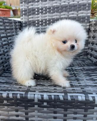 Spitz di Pomerania nano