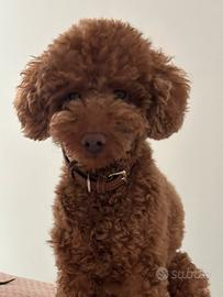 Barboncino Nano Red maschio