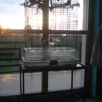 Pullo "Giovane" di calopsite e criceto