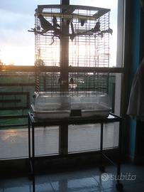 Pullo "Giovane" di calopsite e criceto