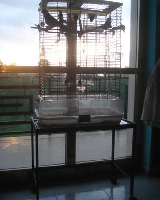 Pullo "Giovane" di calopsite e criceto