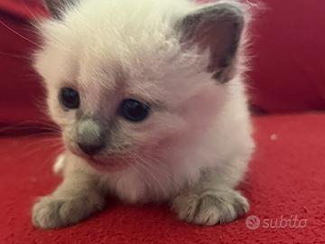Gattina simil sacro di birmania