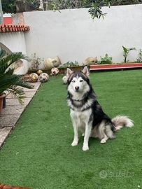 Maschio Husky disponibile per accoppiamento