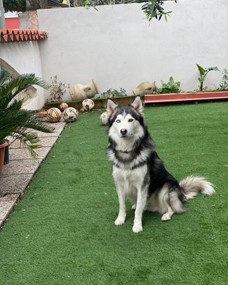 Maschio Husky disponibile per accoppiamento