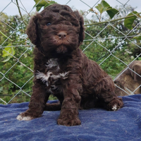 Cuccioli di Lagotto Romagnolo con pedigree ROI