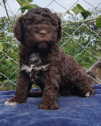 Cuccioli di Lagotto Romagnolo con pedigree ROI