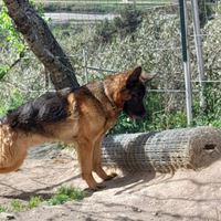 Pastore tedesco con meticcio
