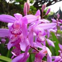 3 rizomi di orchidee da giardino