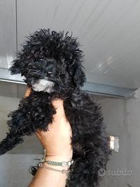 Barboncino toy