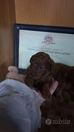 Piccolo barboncino nani red braun