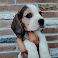 Cuccioli di beagle