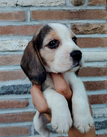 Cuccioli di beagle