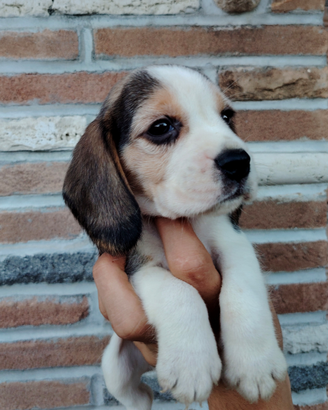 Cuccioli di beagle