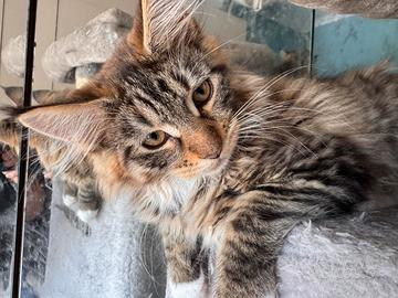 Maine coon