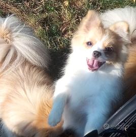 Cucciolo Spitz tedesco femmina
