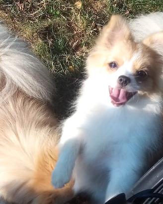 Cucciolo Spitz tedesco femmina