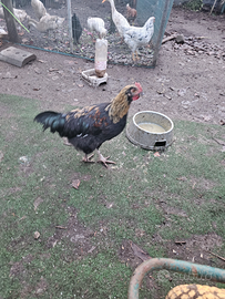 Galletto olive egger coppia anatre germani e maran