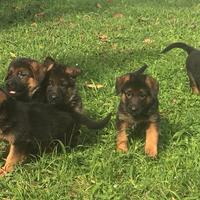 Cuccioli di pastore tedesco