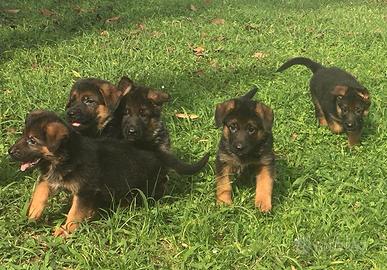 Cuccioli di pastore tedesco
