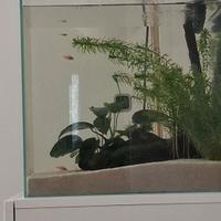 Aqpet 64 litri extrachiaro cubo