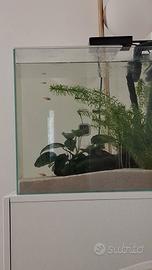 Aqpet 64 litri extrachiaro cubo