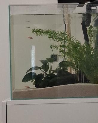 Aqpet 64 litri extrachiaro cubo