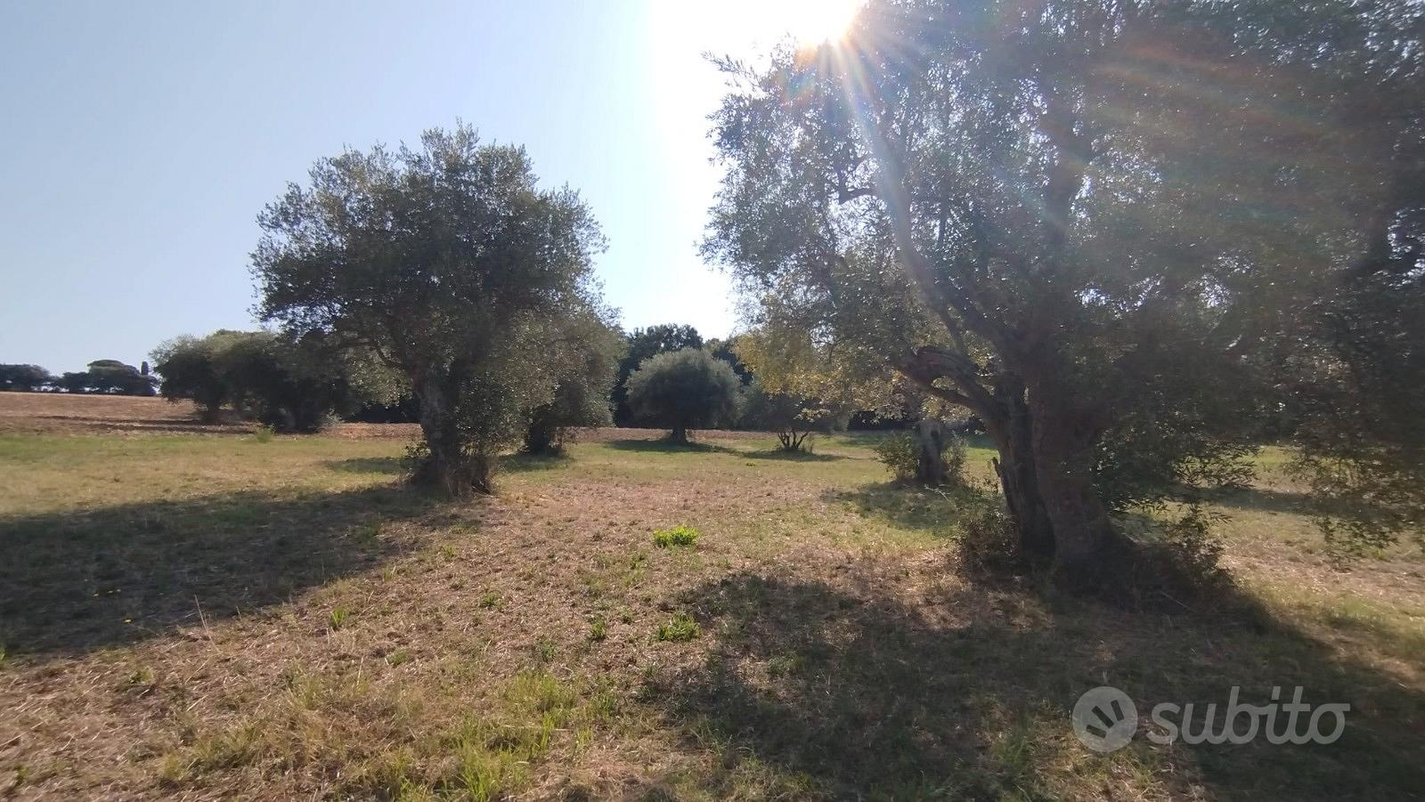 Panoramico con uliveto - Vista 2