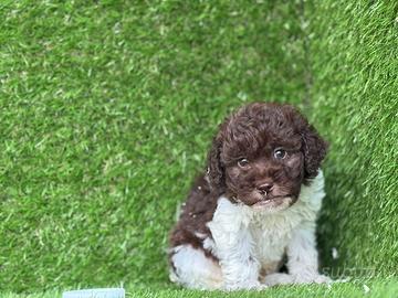 Lagotto romagnolo