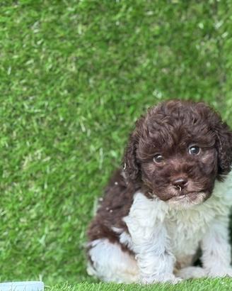 Lagotto romagnolo