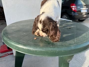 Springer Spaniel inglese