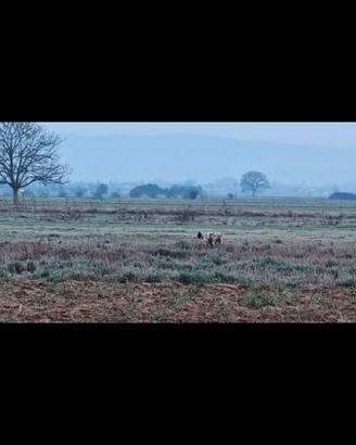 Cucciolone tricolore pronta caccia pedigree