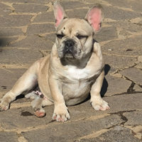 Cuccioli sei mesi