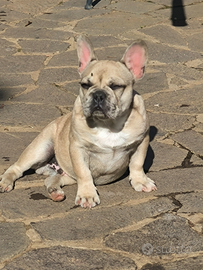 Cuccioli sei mesi