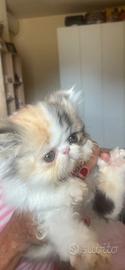 Cucciola Persiana