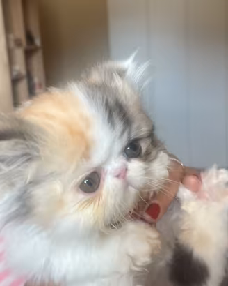 Cucciola Persiana