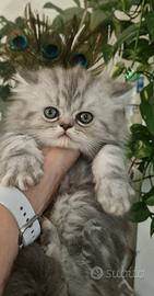 Gattina persiana