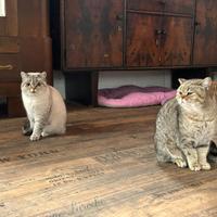 Due femmine di British con doppio pedigree