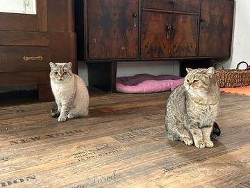 Due femmine di British con doppio pedigree