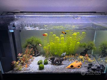 Acquario 100lt 80x40 completo