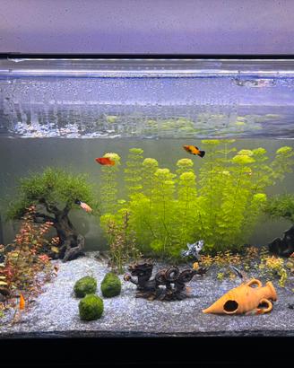Acquario 100lt 80x40 completo