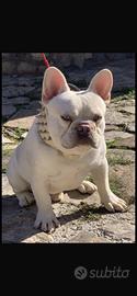 Bulldog francese