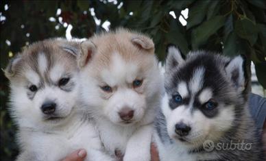 Cuccioli siberian husky pedigree