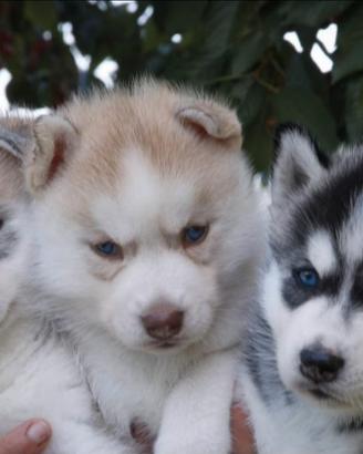 Cuccioli siberian husky pedigree