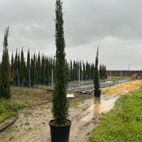 Piante da giardino