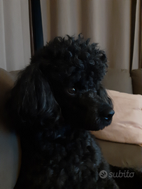 Barbone per accoppiamento