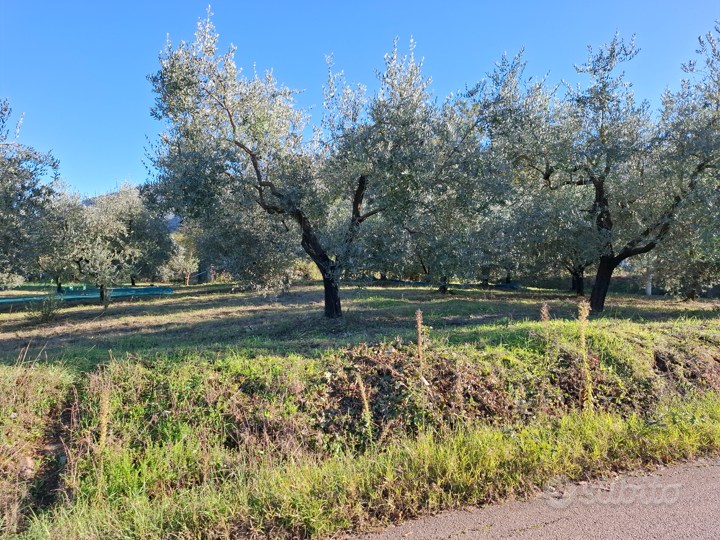 Terreno con vigna e uliveto - Altro