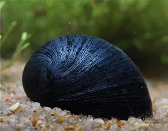 Lumache Neretina Pulligera per acquario