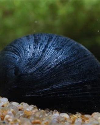 Lumache Neretina Pulligera per acquario