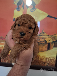 Barboncina mini toy Red Braun